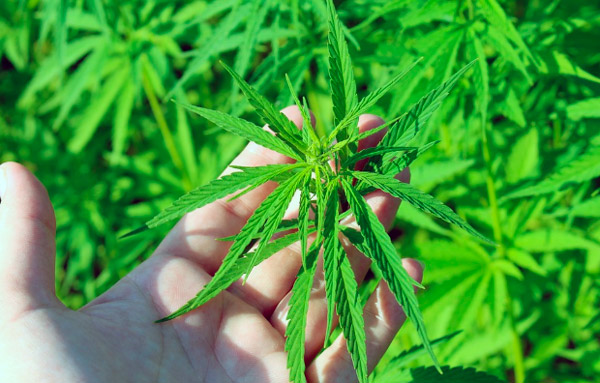 clubs de cannabis en Barcelona
