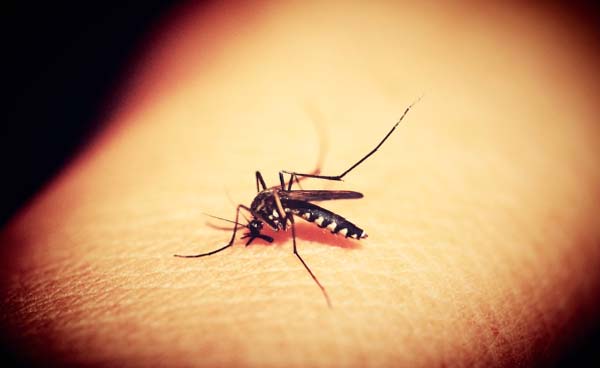 evitar que los mosquitos te piquen