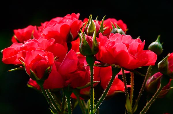 Regalar rosas