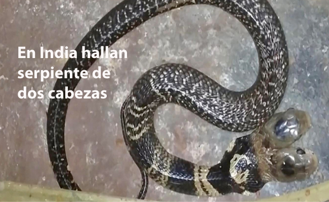 hallan serpiente de dos cabezas