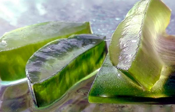 uso del aloe vera