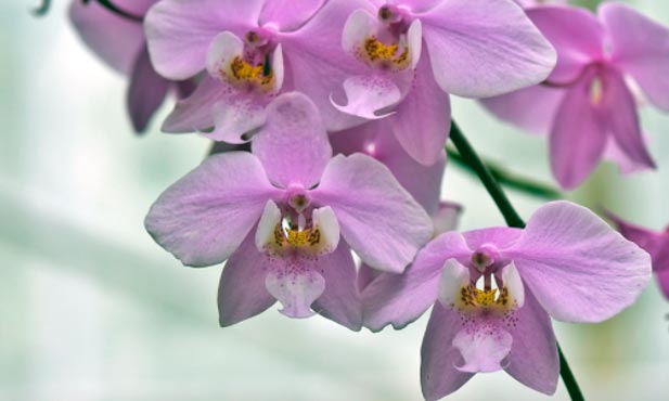orquídeas