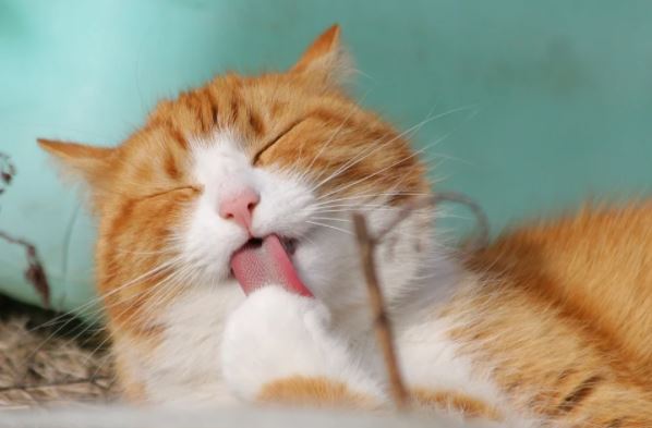 amor hacia los gatos