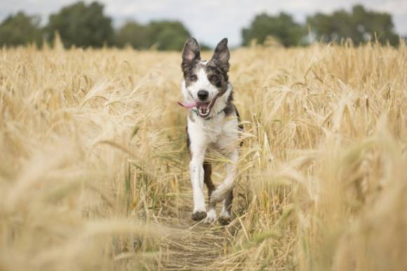 Alimentos especiales para mascotas