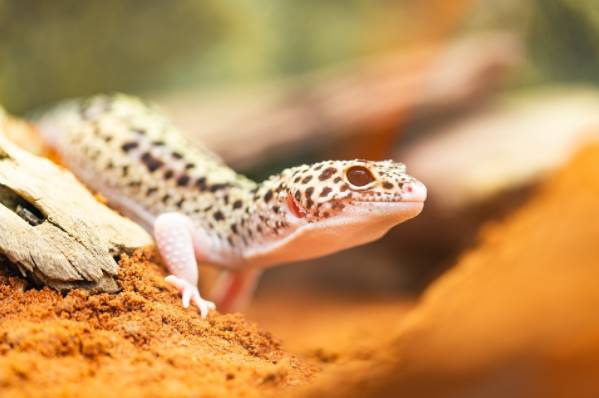 Gecko Leopardo