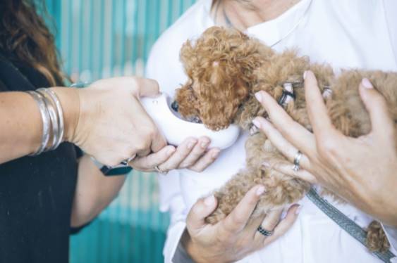 Control veterinario