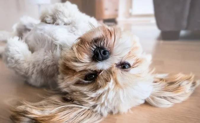 soñar con un perro