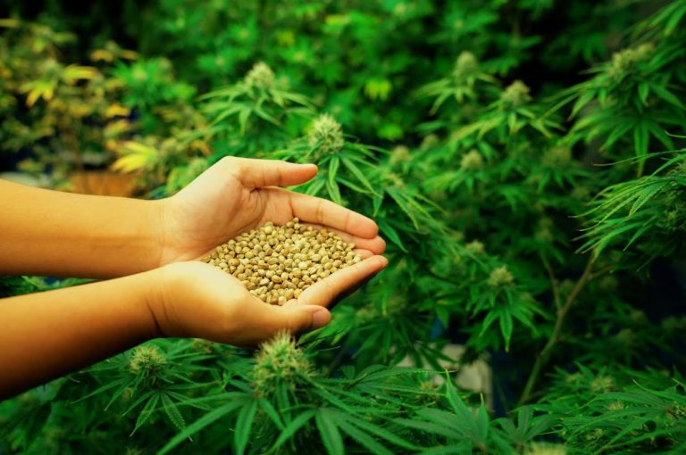 Variedades de semillas de marihuana