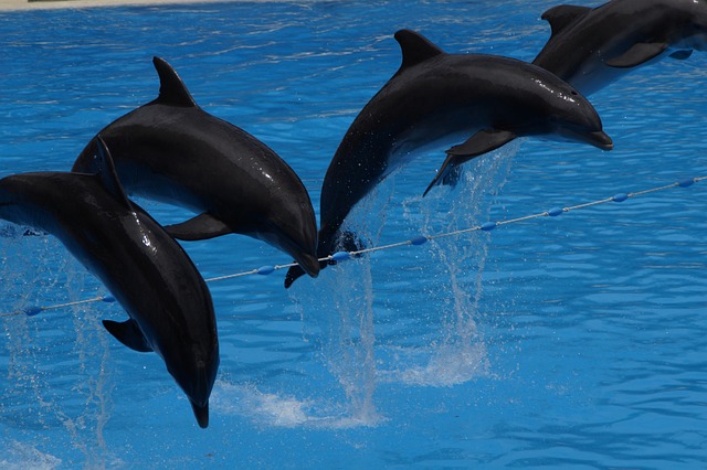 nadar con delfines
