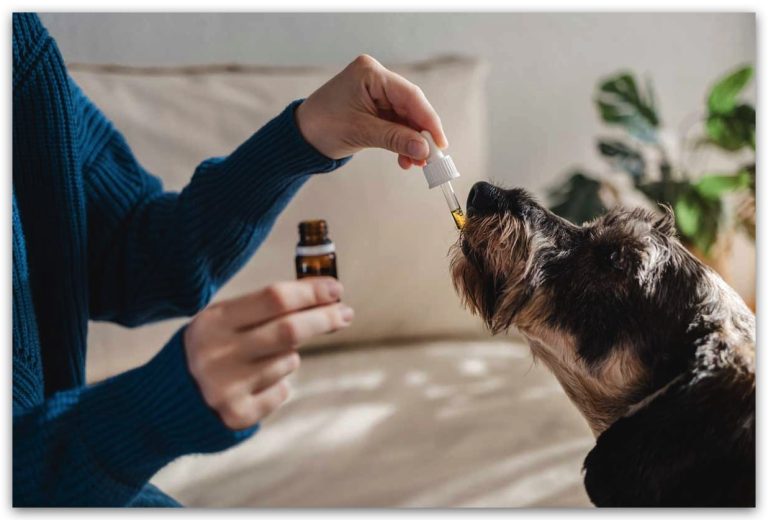aceite cbd para perros