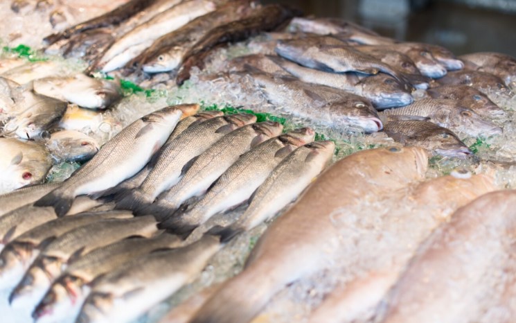 distribuidor de pescado en Madrid