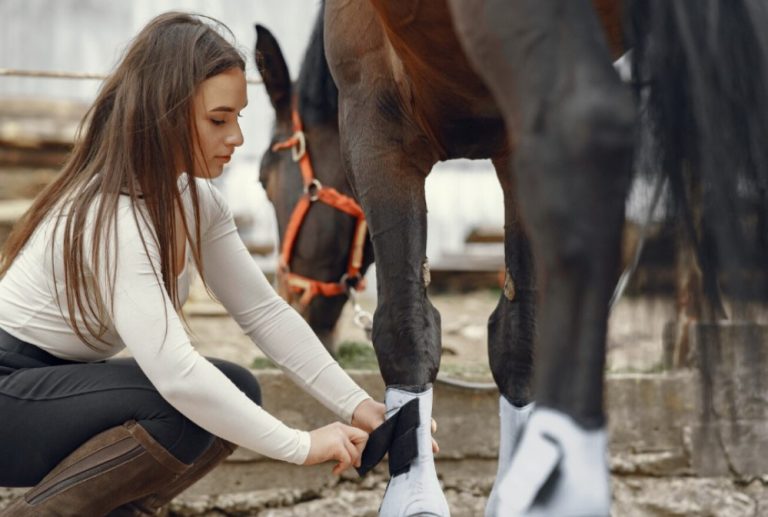 seguros para caballos