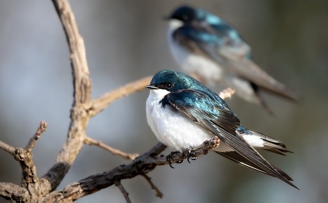 golondrina de cerámica