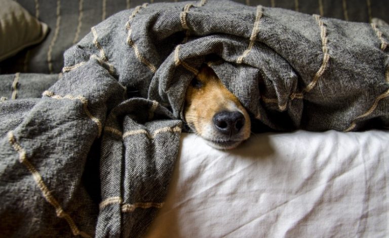 lectores de chip para perros