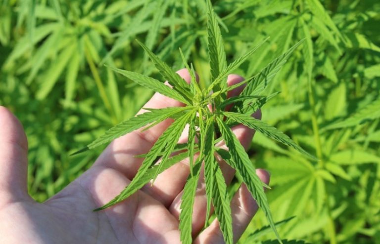 ASOCIACION CANNABICA MADRID