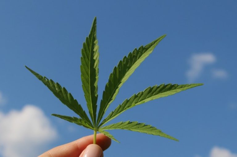 cannabis medicinal