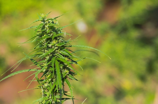 cannabis