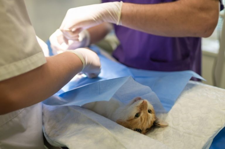 veterinario de gatos en Valencia