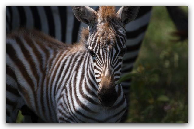 hacer safari en Tanzania