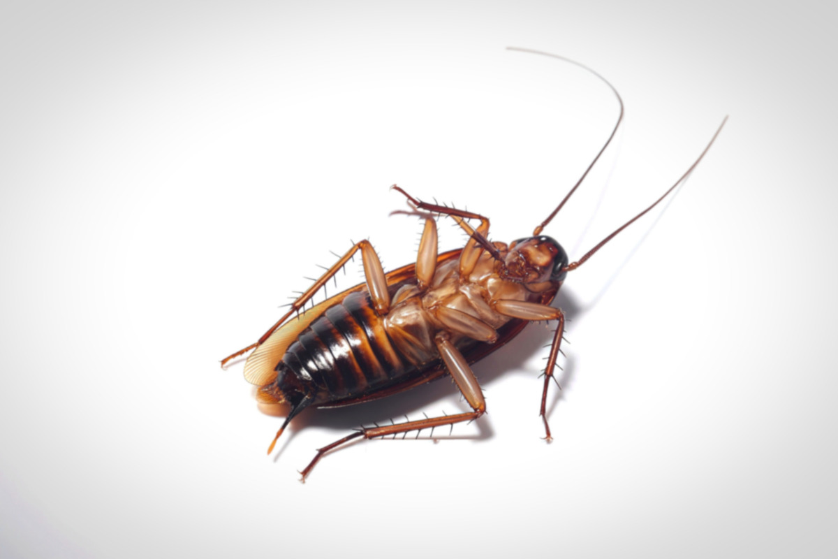 trampasparacucarachassourcewww.ghilotina.com